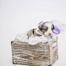 Aussiedoodle, Bernedoodle, and Goldendoodle Puppies from Desert Doodles