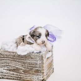 Aussiedoodle, Bernedoodle, and Goldendoodle Puppies from Desert Doodles