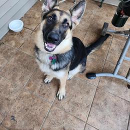 Luna - German Shepherd