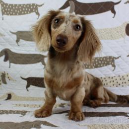 Pippi - Dachshund