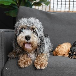 Cockapoo and Goldendoodle Puppies from My Forever Best Friend