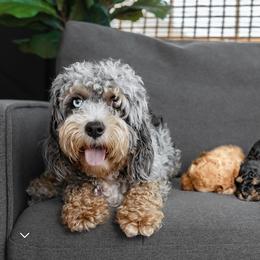 Cockapoo and Goldendoodle Puppies from My Forever Best Friend