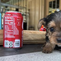 Yorkshire Terriers from Tiny Yorkie Love