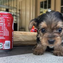 Yorkshire Terriers from Tiny Yorkie Love