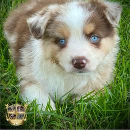 Oregano - Red merle male Australian Shepherd puppy in El Dorado Springs, Missouri from HP Aussie Kennels