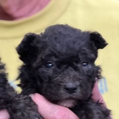 Loki - Silver gray male Pumi puppy in Huntsville, Texas from TriSong TIbetan Terriers & Pumik
