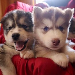 Siberian Husky Puppies from Davis Family Siberian Huskies