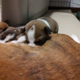 Basenji Puppies from AFRICAN TREASURES