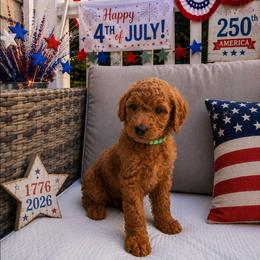 Prince Harry of Sussex - Red  male Poodle puppy in Woodbridge, Virginia from Rosa Red Standard Poodles