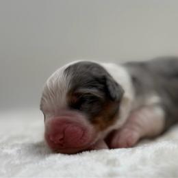 Girl 1 - Merle female Bernedoodle puppy in Montverde, Florida from Central Florida Bernedoodles