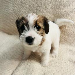 Tsa Tsa - White and tan female Russell Terrier puppy in Burns, Tennessee from Terrier Town of Tennessee