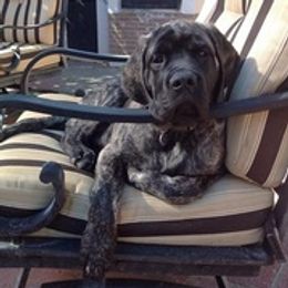 Mastiffs from Oasis Mastiffs