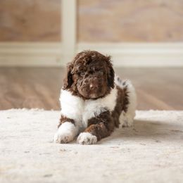 Poodle Puppies from Setting the Standard Poodles