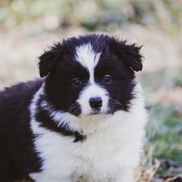 Almond Joy - Black female Border Collie puppy in Dallas, Texas from Effervescent Border Collies