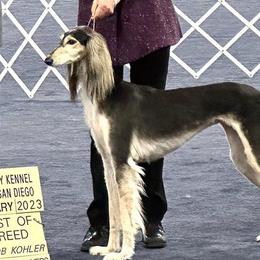 Bree - Saluki