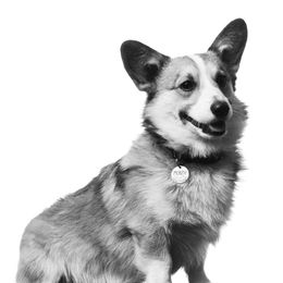 Monty - Pembroke Welsh Corgi