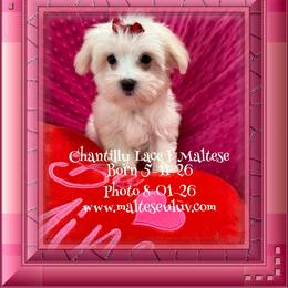 Girl 2 - female Maltese puppy in Silverhill, Alabama from Malteseuluv’s Tiny Treasurers