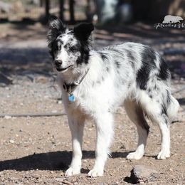 chevy - Border Collie