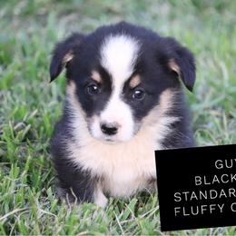 Guy Fieri - Black and tan male Pembroke Welsh Corgi puppy in Stilwell, Oklahoma from Barton Farms Corgis