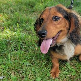 Dachshunds from Scottie's Doxies