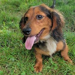 Dachshunds from Scottie's Doxies
