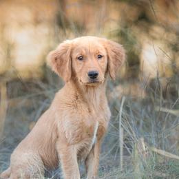 Gadget - Service Prospect - Golden male Golden Retriever puppy in Eugene, Oregon from Oregon's Oodles of poodles & doodles