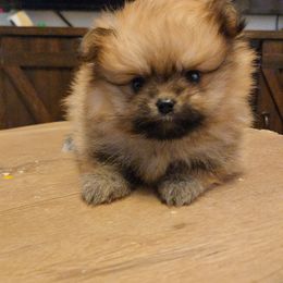 Vàna - Red sable female Pomeranian puppy in Boca Raton, Florida from Poms of The Shire