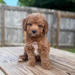 Cedar - Red  male Goldendoodle puppy in Palmetto Bay, Florida from SOMIDOODLES