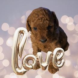 Ginger - Red  female Poodle puppy in Decateur, Texas from Symphony Miniature Poodles
