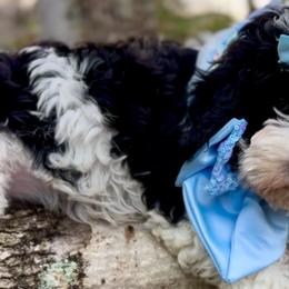 Bernedoodles and Goldendoodles from The Beach Doodles