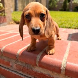 Cannoli - Dapple male Dachshund puppy in California from Wooofyland LLC