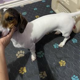 Diesel - Dapple male Dachshund puppy in Magnolia, Texas from Carrie’s Countryside Dachshunds