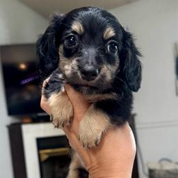 AKC Beauty - Black and cream female Dachshund puppy in Fredericksburg, Indiana from Blue River Mini Dachshunds