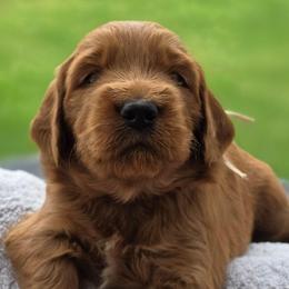 Madelyn - light pink collar - Maddie - Red  female Goldendoodle puppy in Phoenix, Arizona from Kerri's Goldendoodles