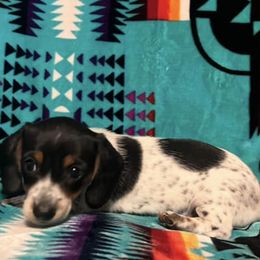 Dachshunds from Rockin D farms