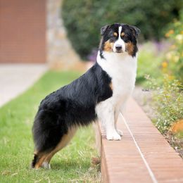 Tessa - Australian Shepherd