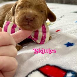 Skittles - Caramel red female Australian Labradoodle puppy in Calhoun, Louisiana from Arrowhead Australian Labradoodles