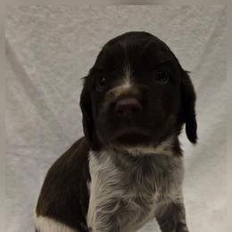 Glacier - Liver white and roan female English Springer Spaniel puppy in Palisade, Colorado from Bigfoot's Kennel