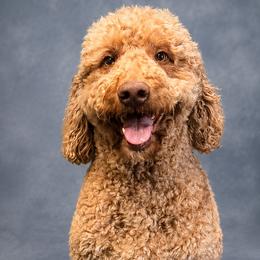 Goldendoodle puppies from Kid's Best Doodle