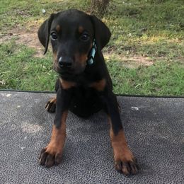 Doberman Pinschers from All Stars Doberman