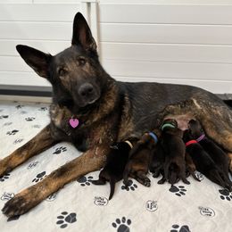 "Xara Venusina Sopka ZVV1" German Shepherd Puppies from 7OaksK9