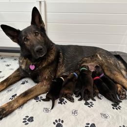 "Xara Venusina Sopka ZVV1" German Shepherd Puppies from 7OaksK9
