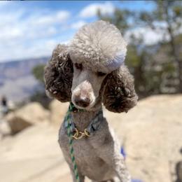 Poodles from Choye Pet