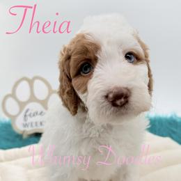 Theia - Yellow and white female Bernedoodle puppy in Omaha, Nebraska from Whimsy Doodles