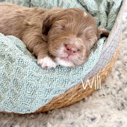 Will - Merle male Goldendoodle puppy in Aztec, New Mexico from HappyHazelDoodles