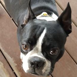 Boston Terriers from J & T Bostons/Abilene, Texas