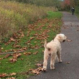 Double Doodles and Goldendoodles from Shirley’s Delightful Doodles