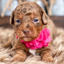 Willow - Chocolate merle female Bernedoodle puppy in Erda, Utah from Country Lane Doodles