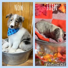 Collie and Yorkshire Terrier Puppies from Jolly Collies & Kingdom Elite Yorkshire Terriers