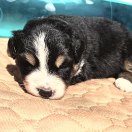 Girl 1 - female Australian Shepherd puppy in Lakeland, Florida from Aussies of Hope LLC